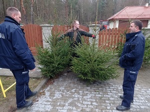 policjanci i pracownik nadleśnictwa pokazują drzewka w legalnym punkcie sprzedaży